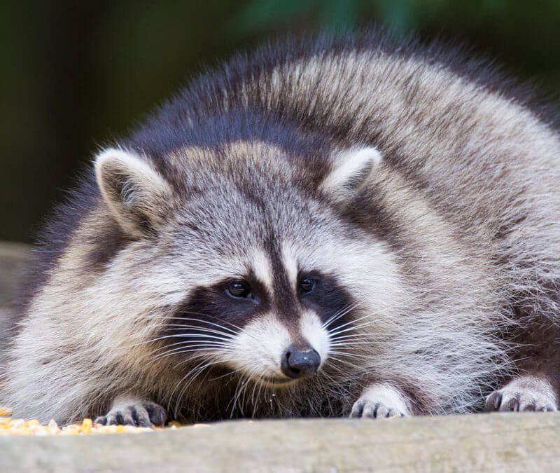 Professional Raccoon Removal Services