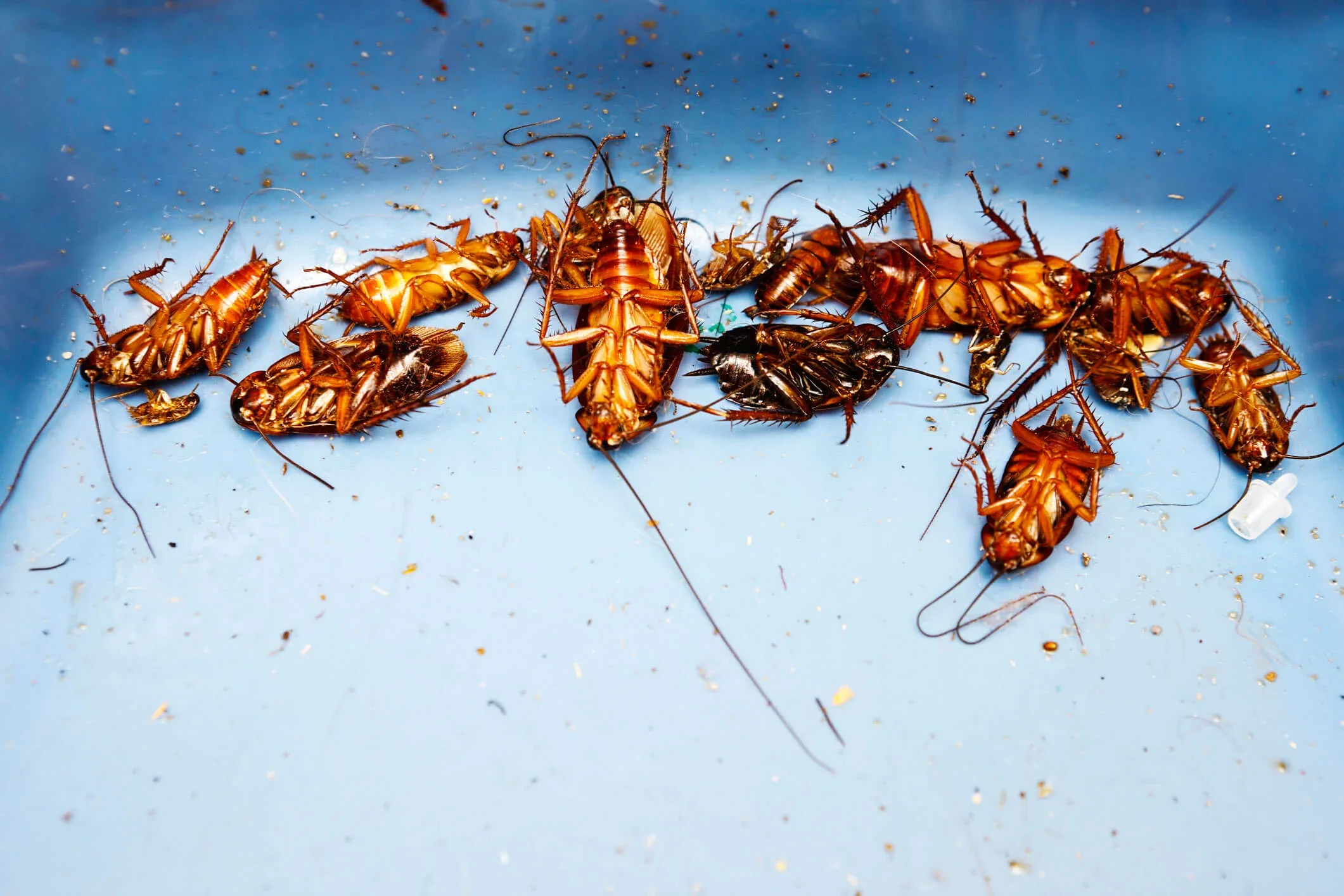 The results of a successful fumigation, a row of dead cockroaches of various sizes with feelers forlornly spread out around them.