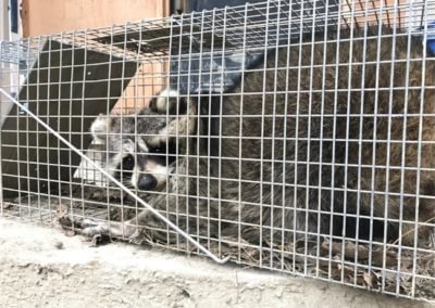 Aurora Raccoon Removal Services1