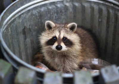 Toronto Raccoon Removal