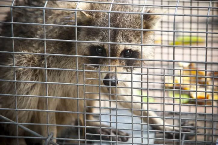 Raccoon Removal Toronto