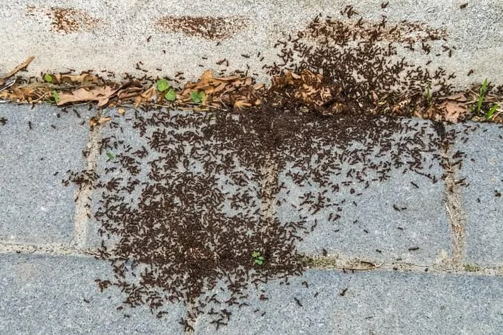 ant removal Aurora