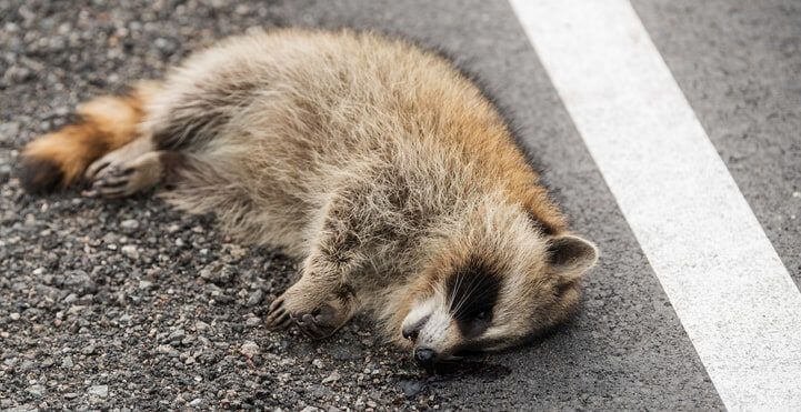 A dead raccoon at the side of the highway