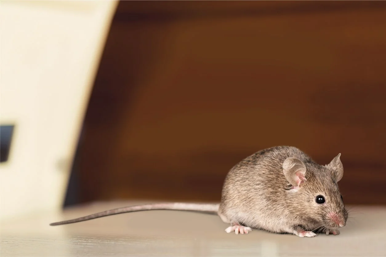 Mice removal unionville