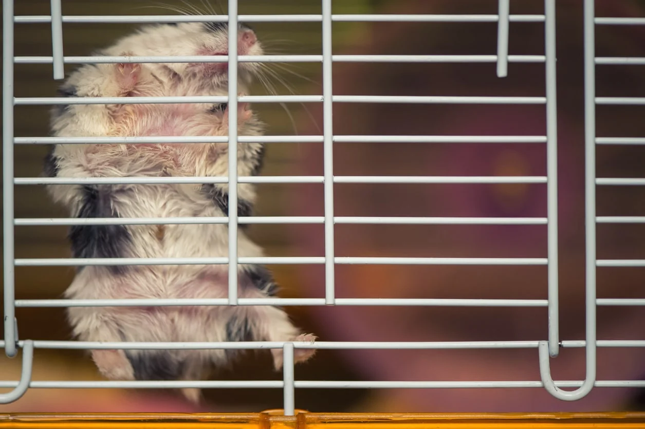 mice-removal-toronto
