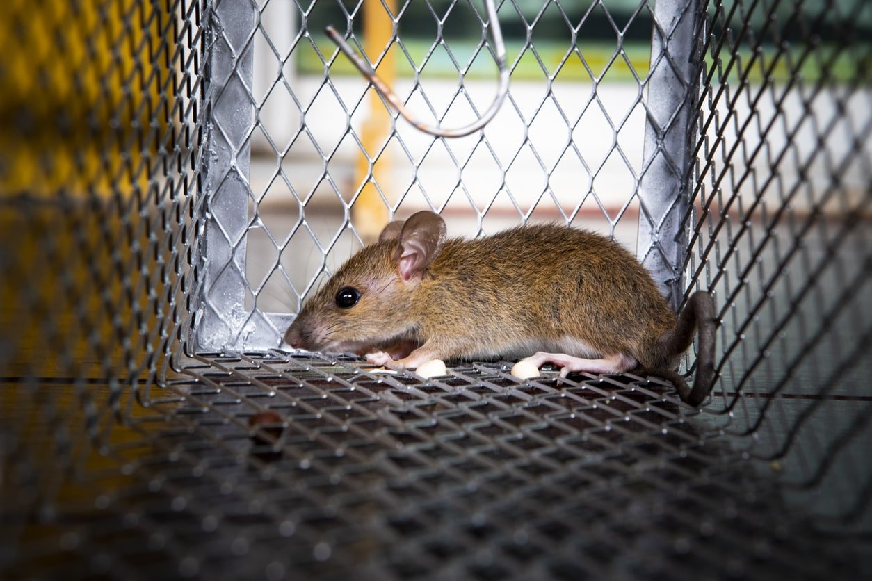 Mice removal Ajax