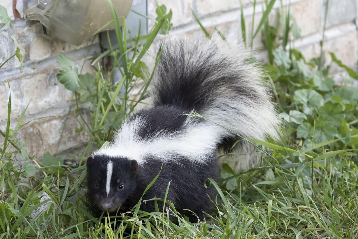 skunk in the backyard