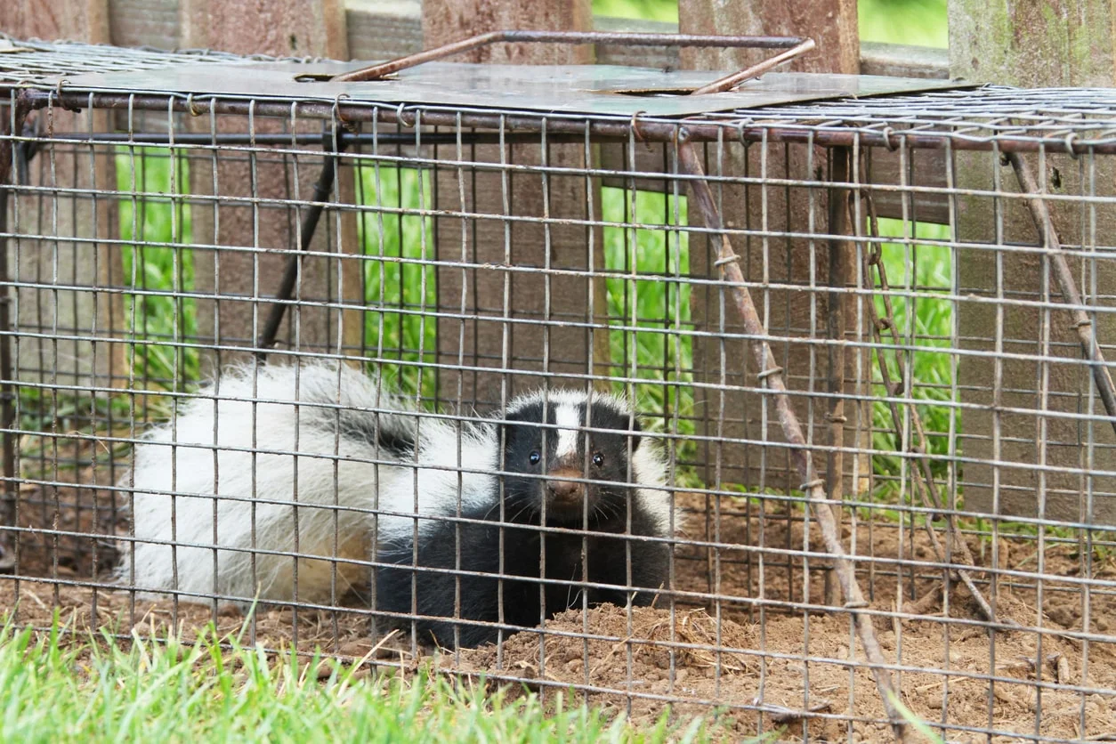 skunk removal etobicoke