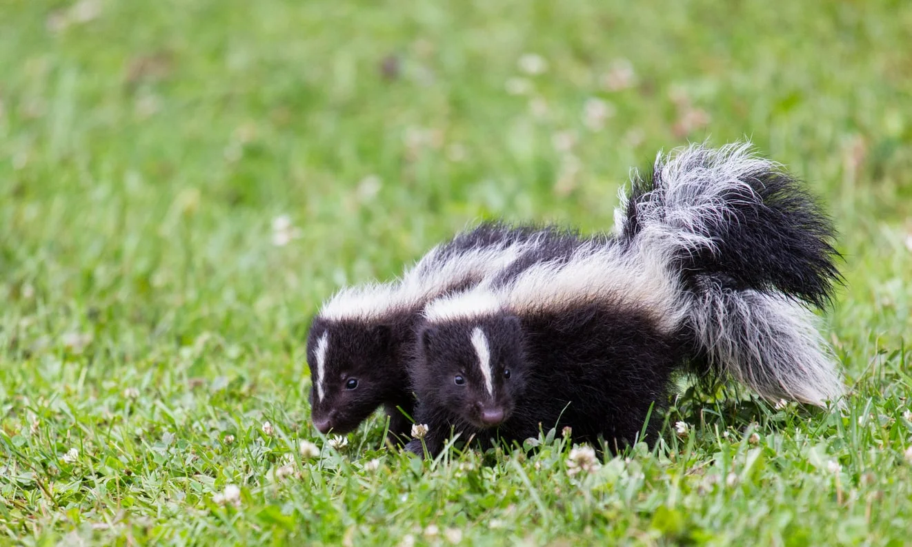 Skunk removal-iconpest