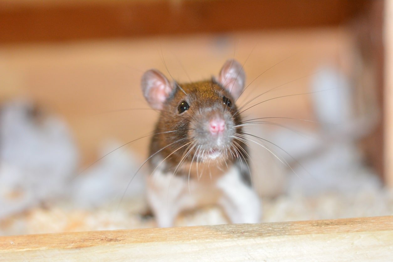 mice-removal-unionville