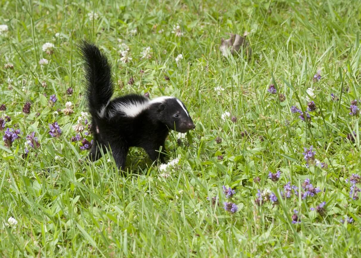 Skunk Removal Richmond Hill - Icon Pest - Pest & Wildlife ...