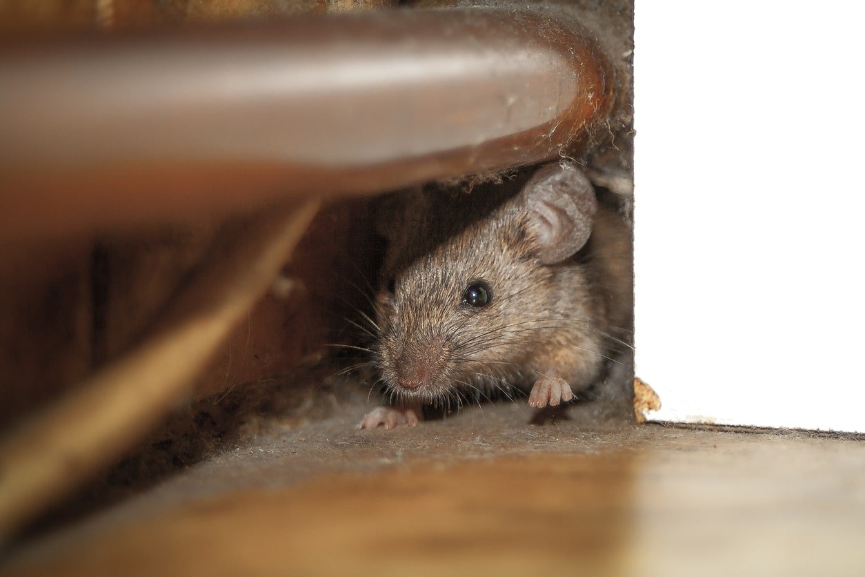 Mice removal toronto