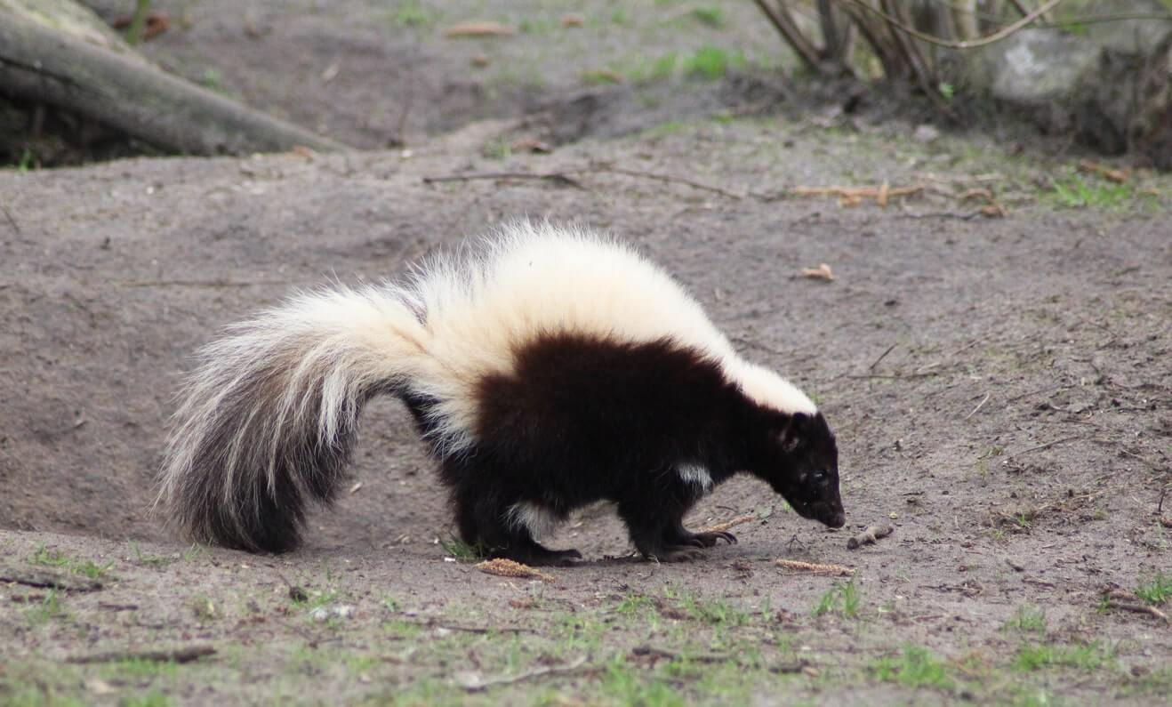 skunk-removal-thornhill