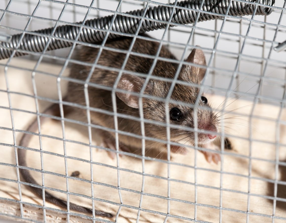 mice-removal-concord