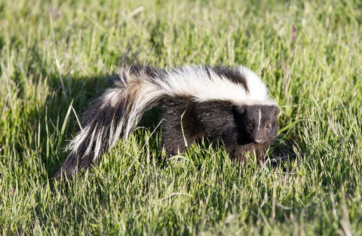 Skunk Removal Woodbridge - Icon Pest - Pest & Wildlife ...