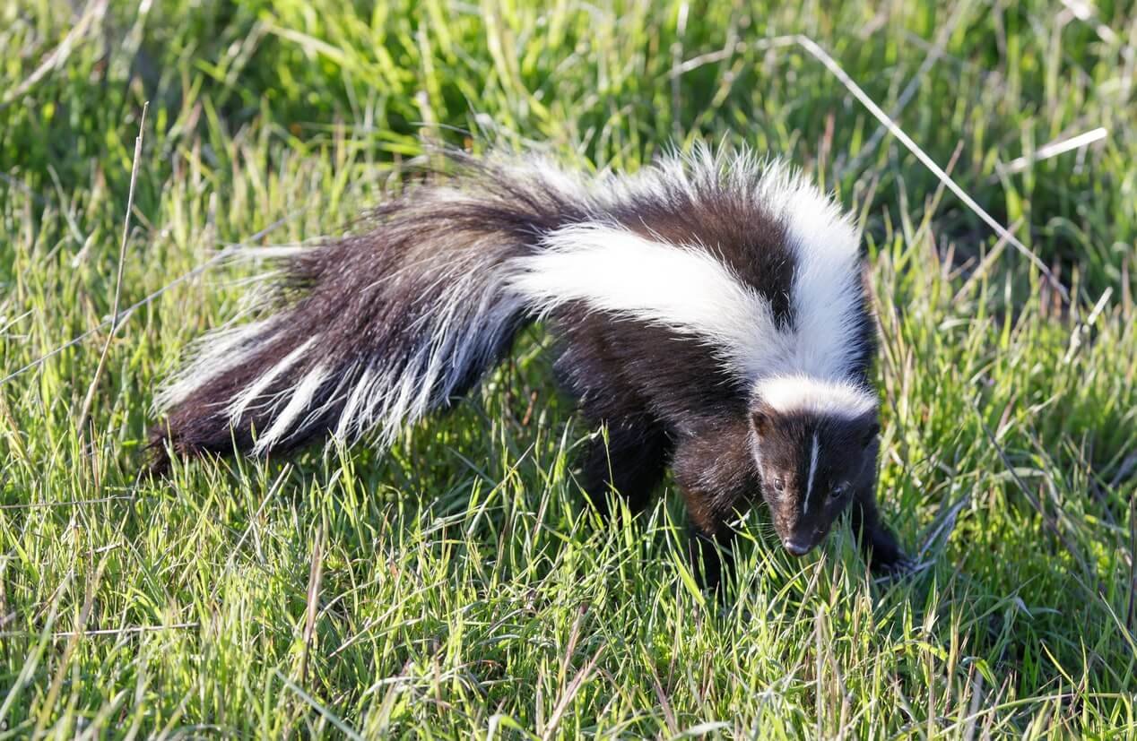 skunk removal-iconpest