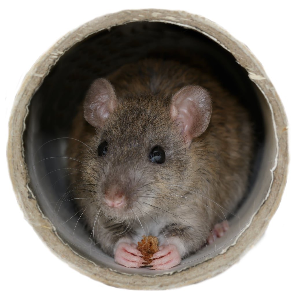 mice-removal-mississauga