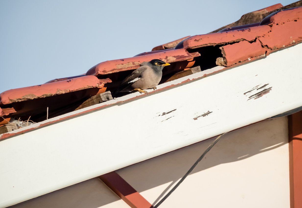 Indian Myna nesting in hole in eaves of house