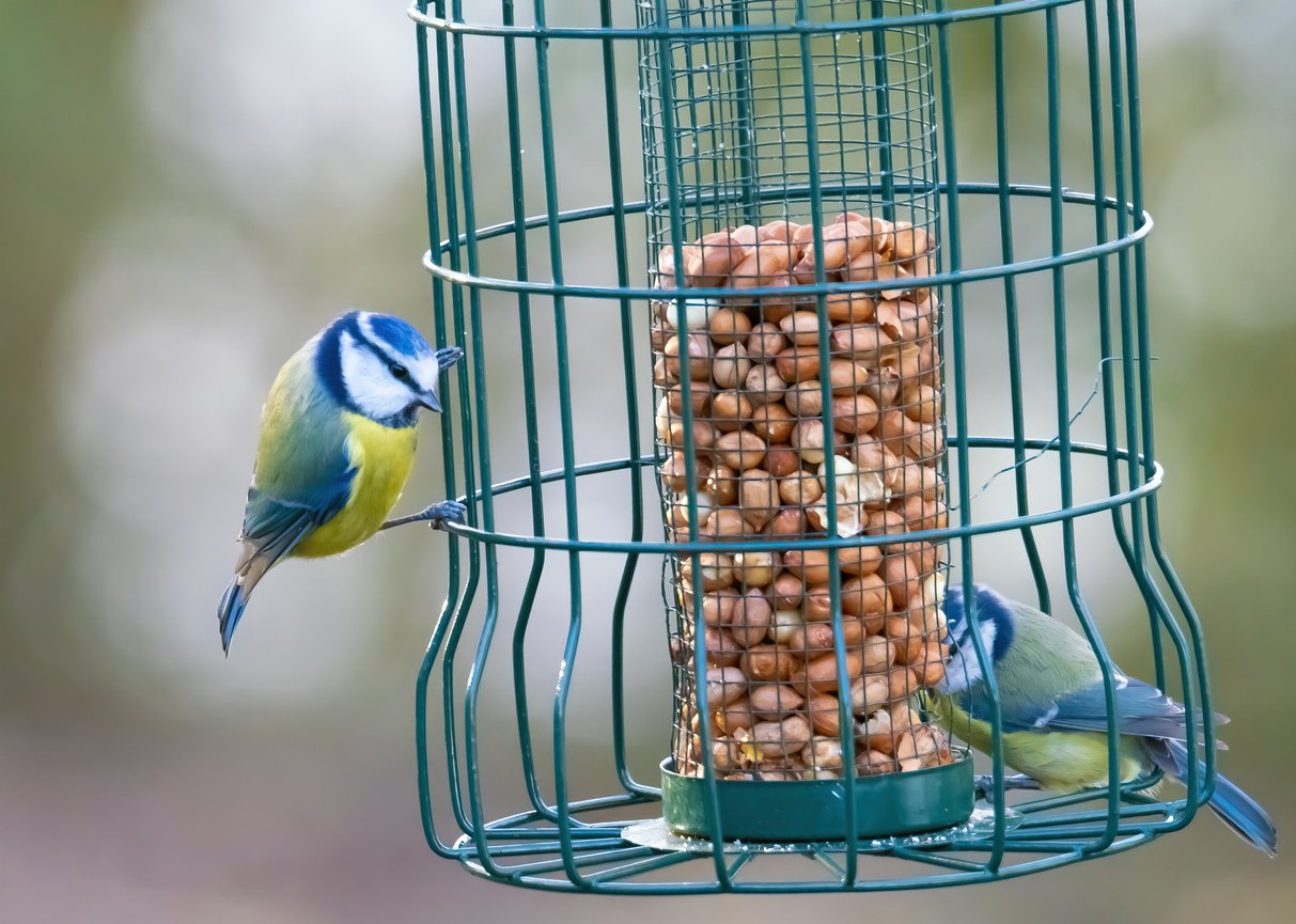 2019 Blue Tits on a bird feeder