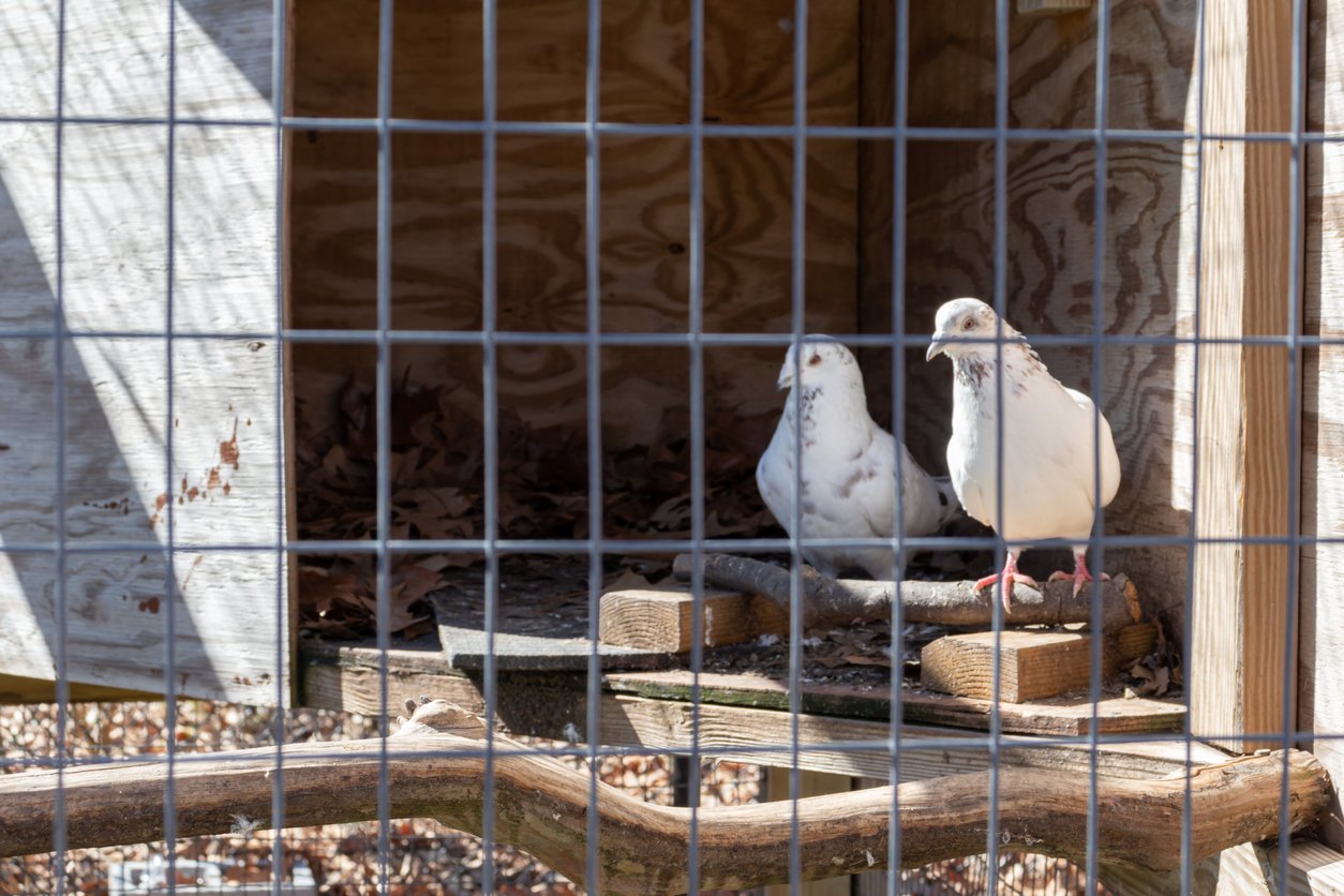 A pair of white spotted doves in a cage on display at Bluebird Gap Farm park in Hampton