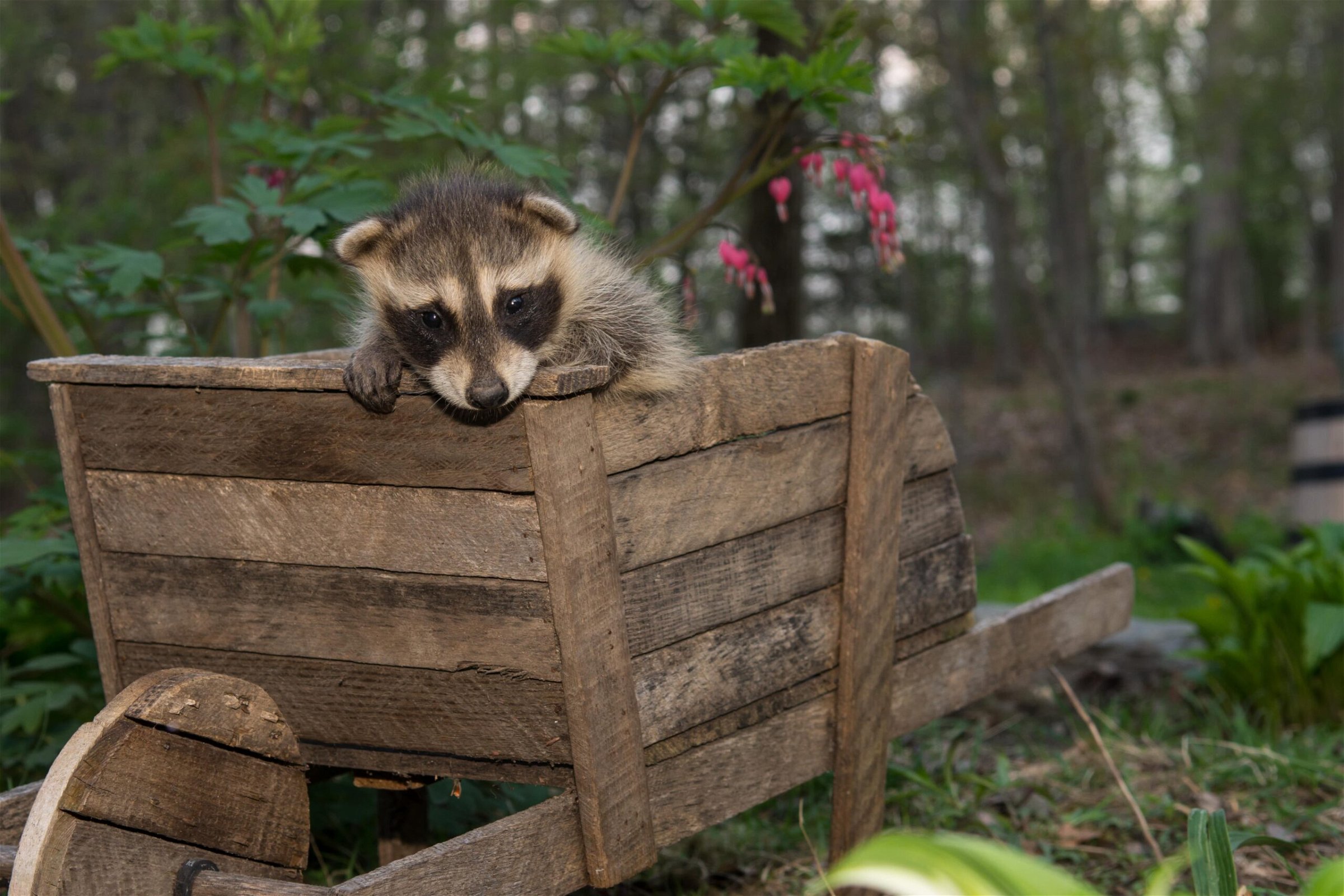 Raccoon Removal in Pickering