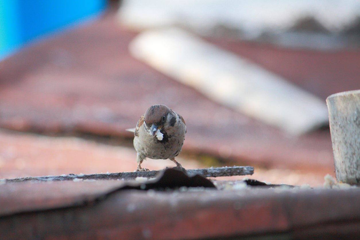 Icon Pest Bird Removal Richmondhill