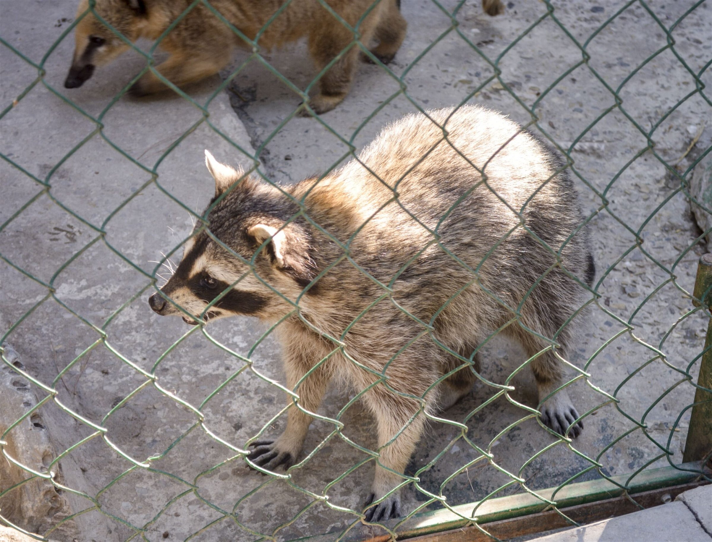 Raccoon Removal in Ajax