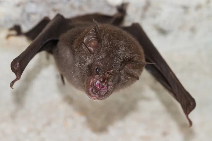HIRE BAT REMOVAL SERVICES IN TORONTO