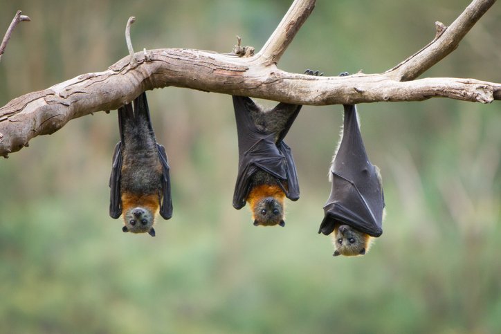 HIRE BAT REMOVAL SERVICES IN VAUGHAN