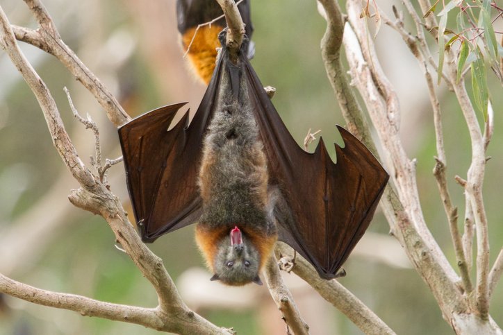 BAT REMOVAL SERVICES IN MISSISSAUGA