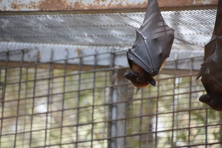 HIRE BAT REMOVAL SERVICES IN MARKHAM