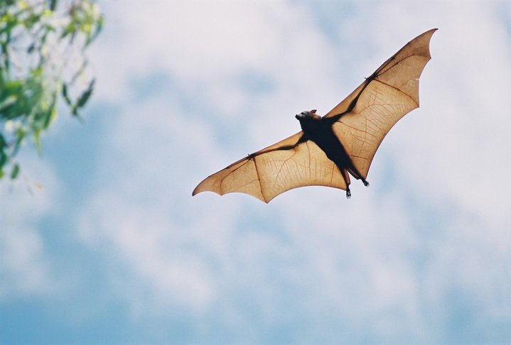 HIRE BAT REMOVAL SERVICES IN PICKERING