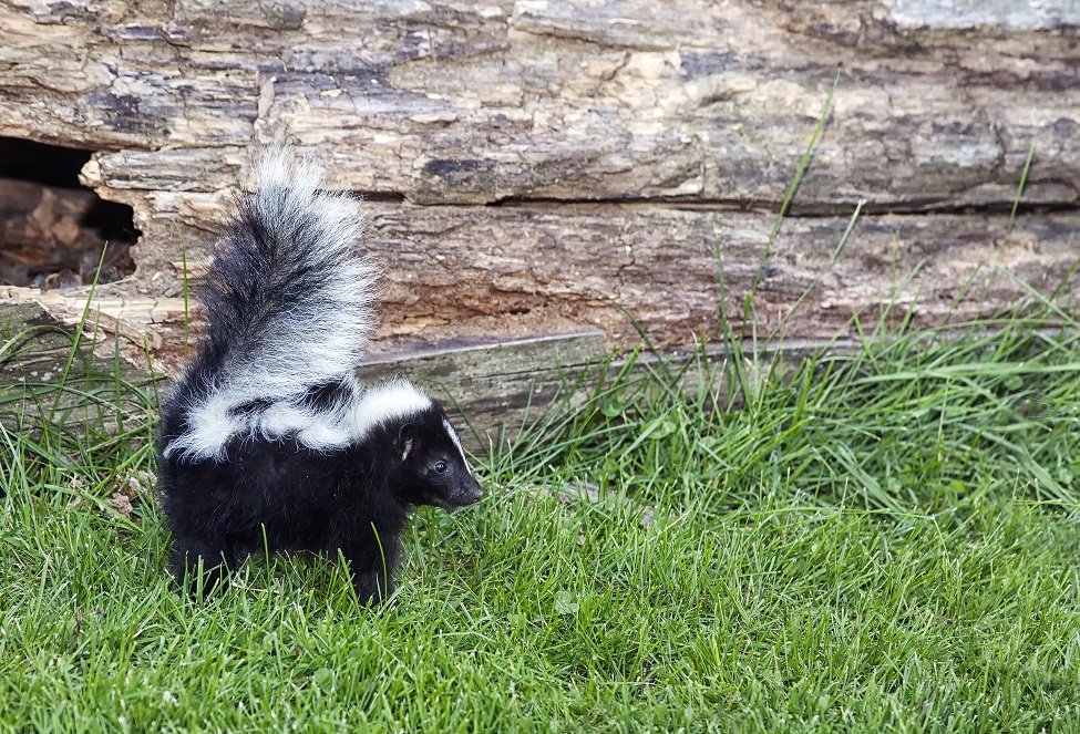 skunk removal in barrie