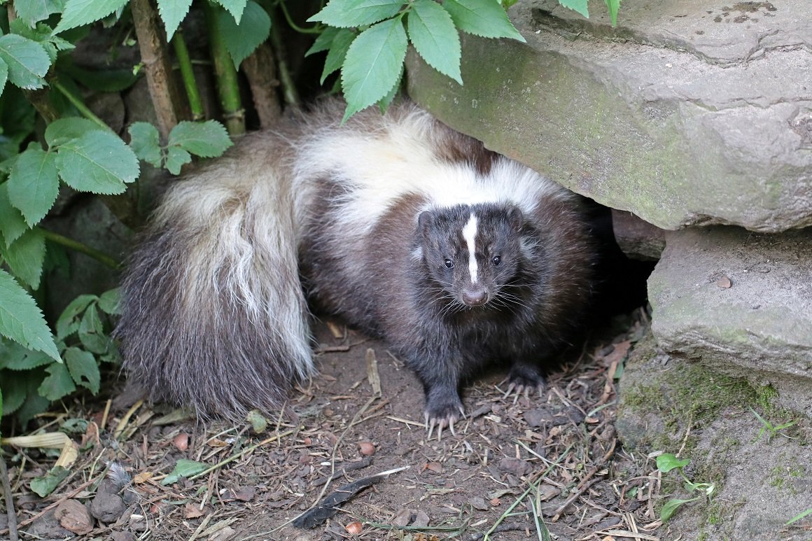 skunk removal in Georgina