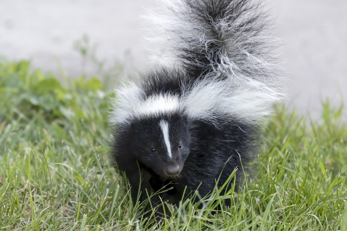 skunk removal in Burlington