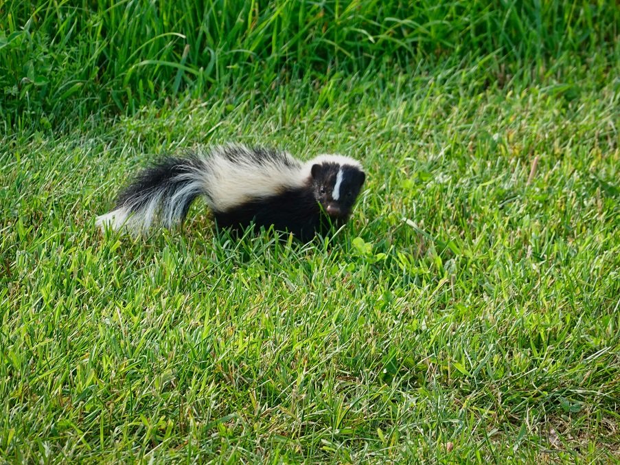 skunk removal in Milton
