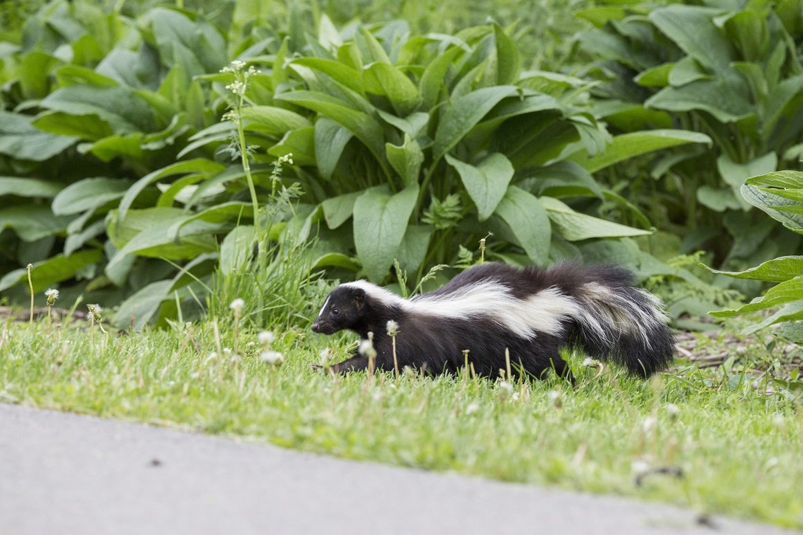 skunk removal in Milton