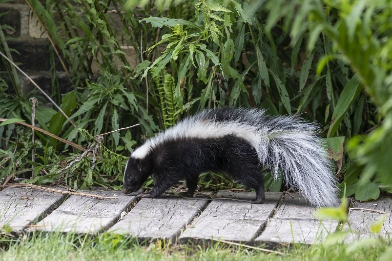 skunk removal in Markham