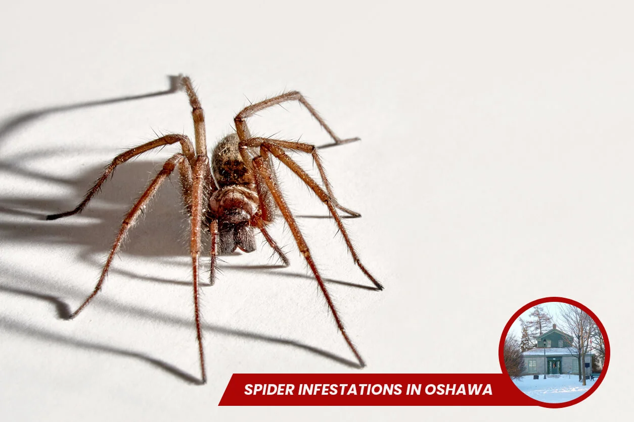 Spider Infestations in Oshawa