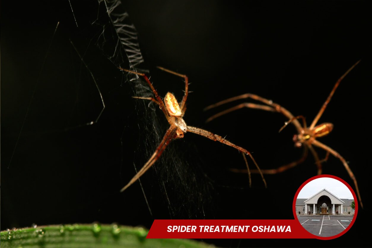 Spider Treatment Oshawa