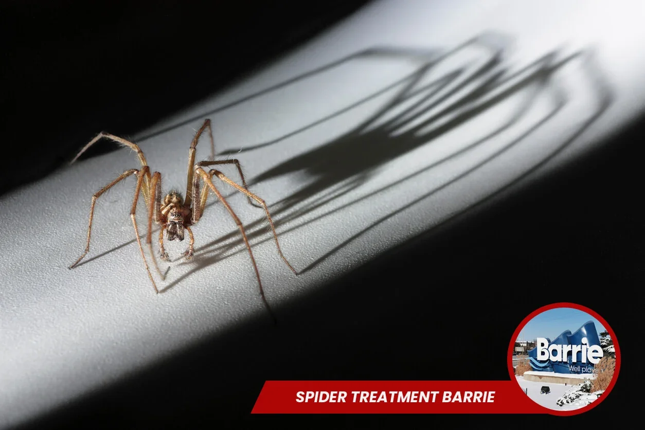 Spider Treatment in Barrie
