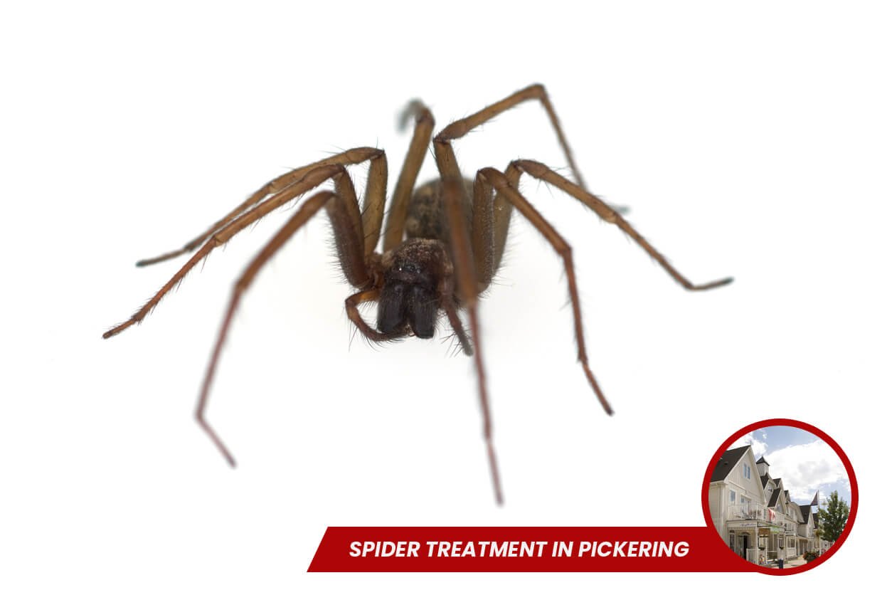 Spider Treatment in Pickering 1