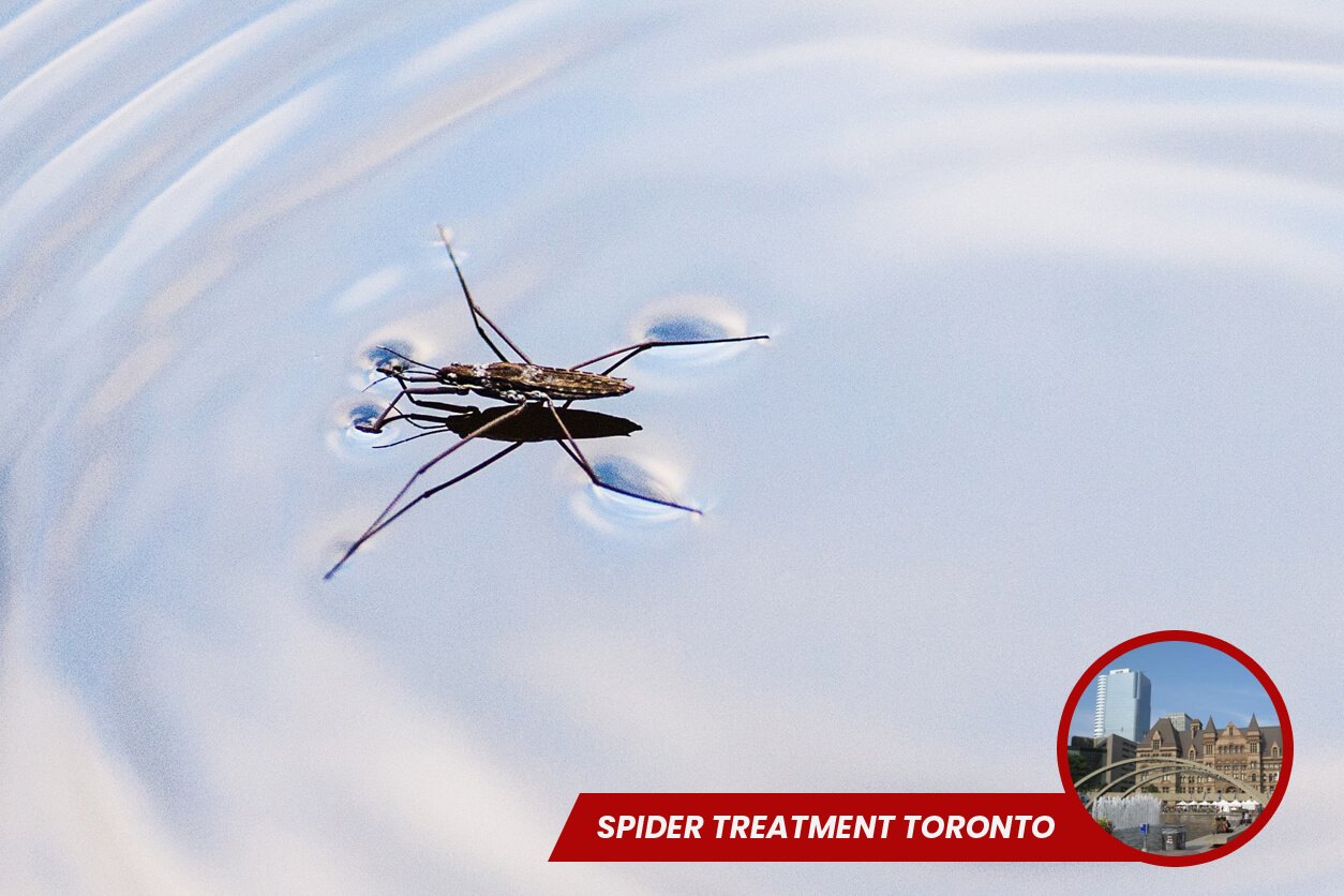 Spider Treatment in Toronto