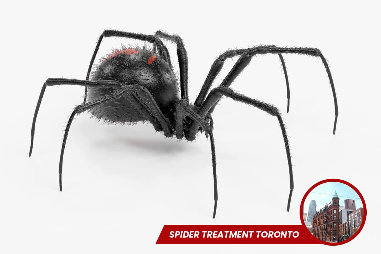 Spider Treatment in Toronto