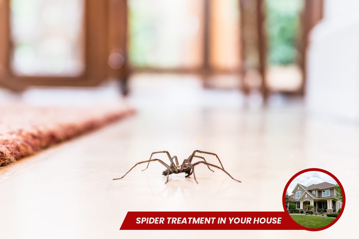 Spider Treatment in Your House