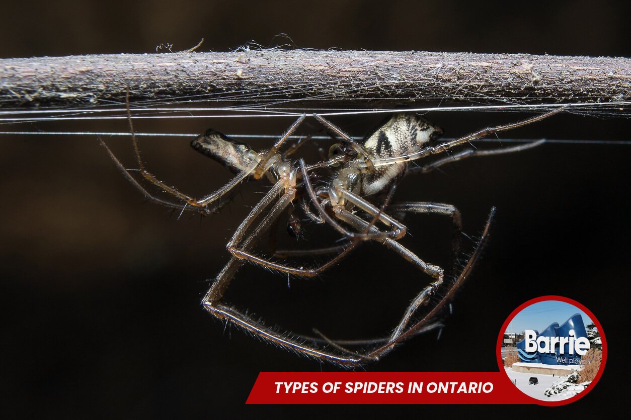Types of Spiders in Ontario