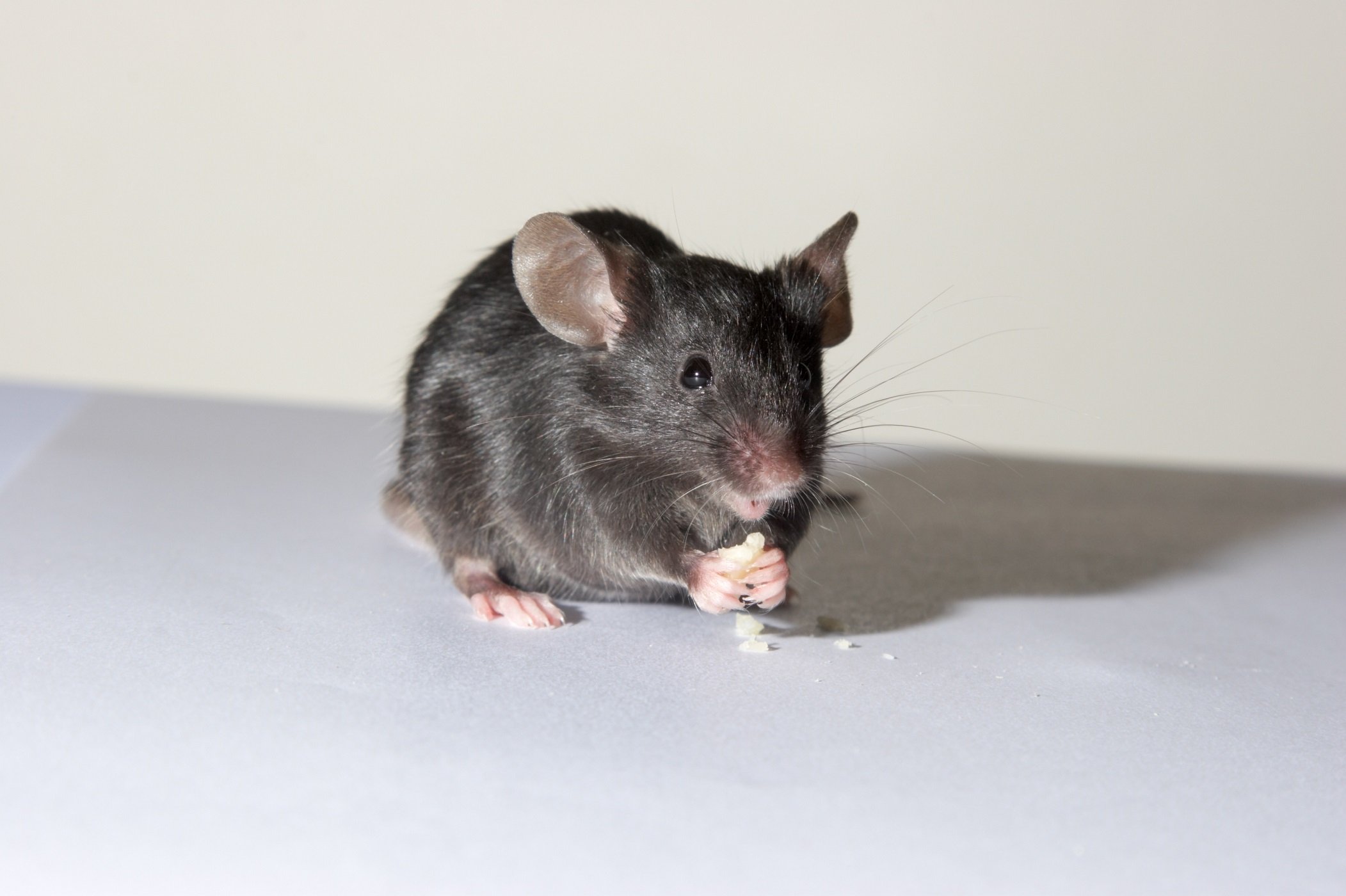 Mice removal bradford