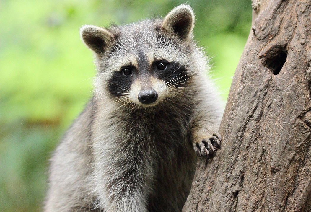 Raccoon Removal in richmond-hill