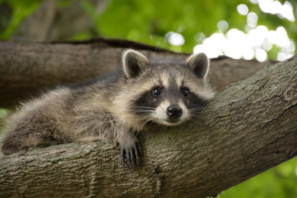 Raccoon Removal in Woodbridge