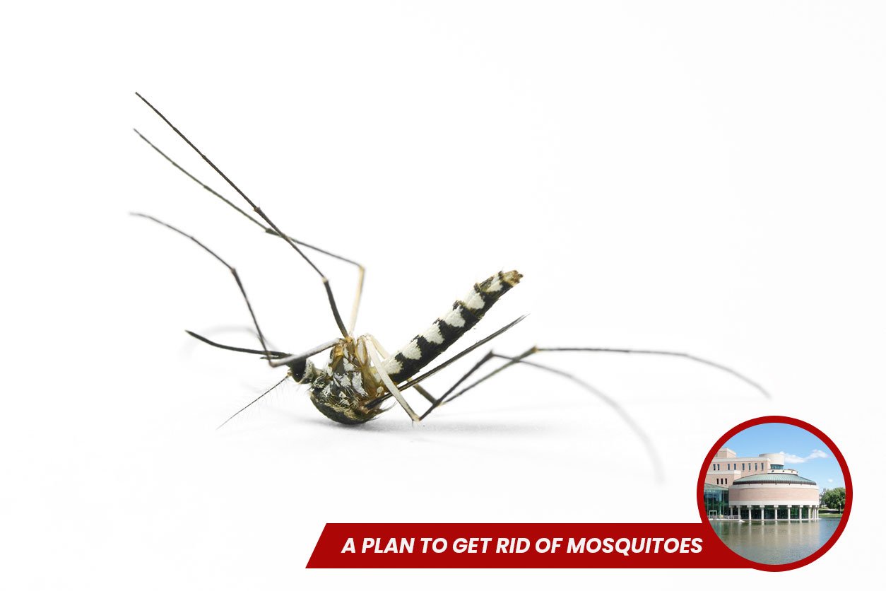 Mosquito-Removal-Markham
